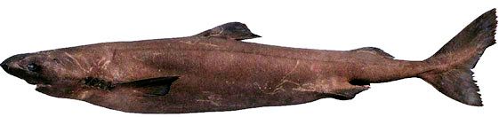 Somniosus rostratus_04